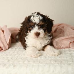 Glory - Red tri-color female Aussiedoodle puppy in Lincoln, California from Frenchie LOVE and Doodles