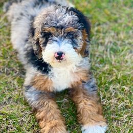 Australian Mountain Doodle puppies from Magnolia Grove Farms