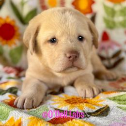 Poppy - Yellow female Labrador Retriever puppy in Sullivan, Missouri from O’Dell Labs