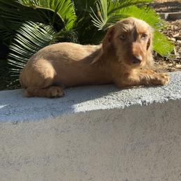 Harry - Red male Dachshund puppy in Norco, California from Norco dachshunds