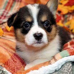 Rainy - Black and tan female Pembroke Welsh Corgi puppy in Akeley, Minnesota from Northwynd Corgis