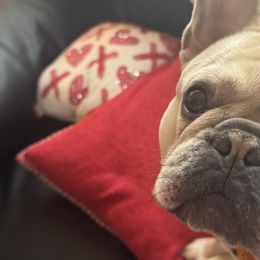 Honey - French Bulldog