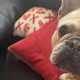 Honey - French Bulldog