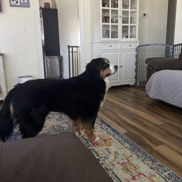 Gema - Bernese Mountain Dog