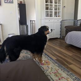 Gema - Bernese Mountain Dog
