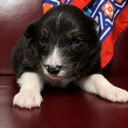 Pikachu - Black tri-color male Australian Shepherd puppy in Chaplin, Connecticut from Mystic Moon