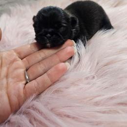 Tashy Girl 1 - Black female Pekingese puppy in Maurice, Louisiana from Stephanie's Bayou Pekingese