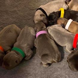 French Bulldog Puppies from Bourbon Trail Frenchies