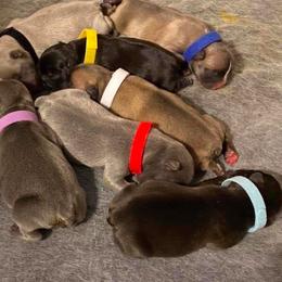 French Bulldog Puppies from Bourbon Trail Frenchies