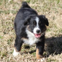 Australian Shepherd Puppies from Westrip Angus & Aussies