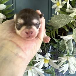 MANNY - Chocolate and tan male Chihuahua puppy in Richmond, Virginia from Bayberry Chihuahuas