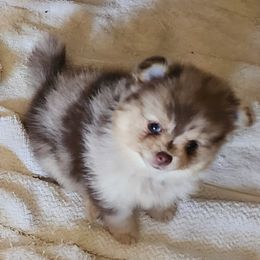 Choco - NFS - We're keeping her :) - Chocolate merle female Pomeranian puppy in Long Eddy, New York from Denise’s Exquisite Pomeranians