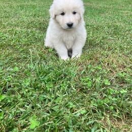 Godfrey - green collar boy - White male Maremma Sheepdog puppy in Kalamazoo, Michigan from Wild at Farm