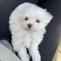 Maltese Puppies from TCBs Glowing Maltese