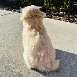 Maltipoo Puppies from Maine's Maltipoos