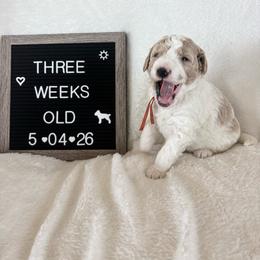 Bubbles - Yellow and white male Bernedoodle puppy in Sparrows Point, Maryland from Rosie’s Puppies
