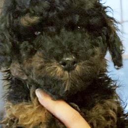 Aaron - Phantom male Poodle puppy in Orlando, Florida from Denise’s Puppies