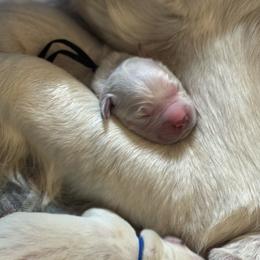 Kodiak - Light golden male Golden Retriever puppy in Payette, Idaho from Stonewick Retrievers