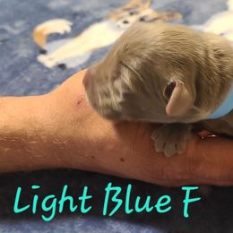 Light Blue - Chocolate female Labrador Retriever puppy in Anderson, Texas from TLS Retrievers