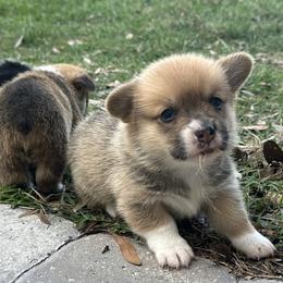 Girl 1 - Red female Pembroke Welsh Corgi puppy in Ocala, Florida from Rivermont Farm