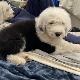 Old English Sheepdog Puppies from Yadah Sheepdogs