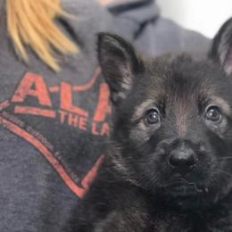 Blitzen (brown collar) - Sable male German Shepherd puppy in Canterbury, Connecticut from Nachtwaechter German Shepherds, LLC