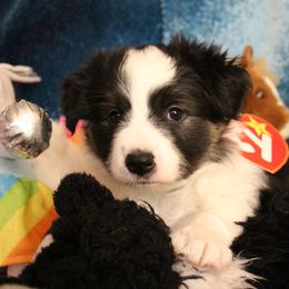 Border Collie Puppies from Element Border Collies