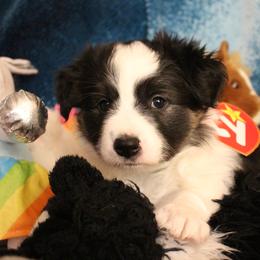 Border Collie Puppies from Element Border Collies
