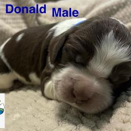 Donald - Liver white and roan male English Springer Spaniel puppy in Hudson, Michigan from Picky’s Puppies