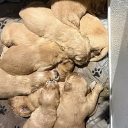 Girl 7 - Golden female Golden Retriever puppy in Maidens, Virginia from Legacy Farm Goldens