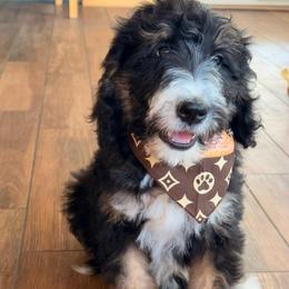 Barcelona - Tri-color female Bernedoodle puppy in Beecher, Illinois from Erica’s Doodles