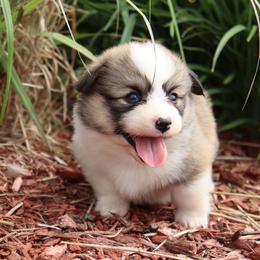 Tatter - Red male Pembroke Welsh Corgi puppy in St. Charles, Iowa from Kim Boyle's Pembroke Welsh Corgis