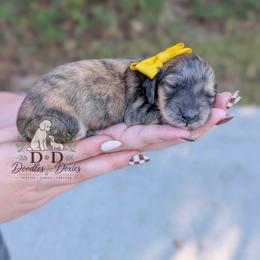 Dumpling - Brindle female Dachshund puppy in Bremen, Georgia from Doodles & Doxies