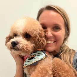 Romeo - Red  male Goldendoodle puppy in Somerset, Kentucky from Hilltop Doodles KY LLC