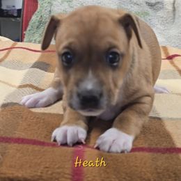 Heath - Red white and sable male Rat Terrier puppy in Divide, Colorado from Outlaw Farm and Kennel