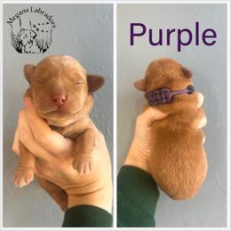 Purple - Fox red female Dilute Retriever puppy in Ste. Genevieve, Missouri from Megans Labradors