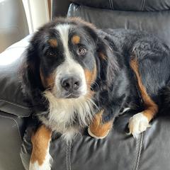 Baily - Bernese Mountain Dog