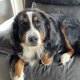 Baily - Bernese Mountain Dog