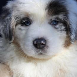 Lucky - Blue merle male Australian Shepherd puppy in Colorado Springs, Colorado from Rocky Mountain Aussies