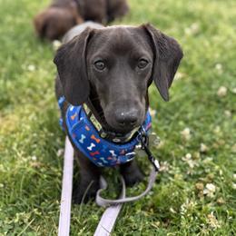 Dachshund All Grown Up from Petite Paw Dachshunds