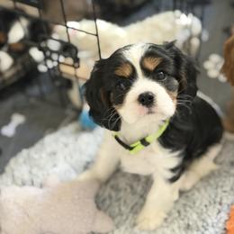 Rey - Tri-color female Cavalier King Charles Spaniel puppy in Fontana, California from Magical Cavaliers