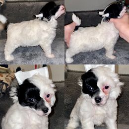 Biewer Terrier, Chinese Crested, and Yorkshire Terrier Puppies from FronkLinn Kennel