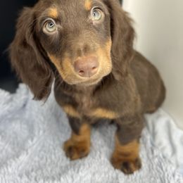 Dachshund Puppies from Winsor Family Dachshunds
