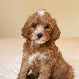 Tucker - Red  male Goldendoodle puppy in Sallisaw, Oklahoma from Huddle Puppies