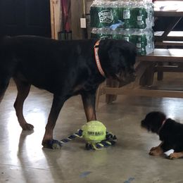 Rottweiler Puppies from Amy Osborne
