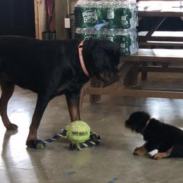 Rottweiler Puppies from Amy Osborne