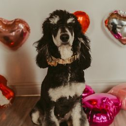 Poodle puppies from Casa De La Rosa Poodles & Doodles Collective