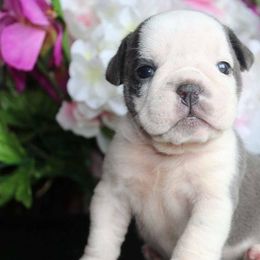 Bulldogs and French Bulldogs from Superb Bulldogs