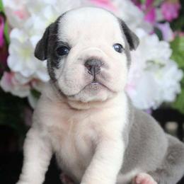 Bulldogs and French Bulldogs from Superb Bulldogs