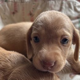 Dachshund Puppies from Golden Dachshunds